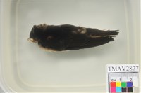 藏品(家燕)的圖片